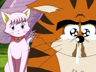 第5話 仁義なき猫戦争!