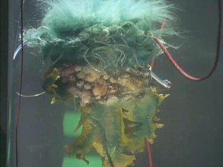 第27話 お話し植物の秘密