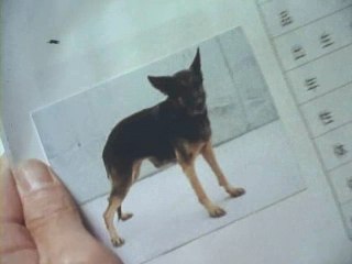 第50話 希望を生んだ魔犬