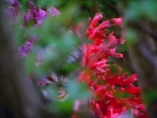 第27話 けちらせ! 死を呼ぶ魔のサンゴ