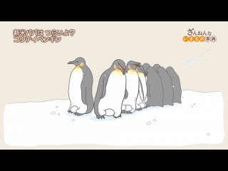 ep3 フクロウナギはたまにアゴが外れて死ぬ/コウテイペギンは2ヶ月間、足の上で卵を温め続ける/クシケアリはノリノリで敵を巣に持ち帰る