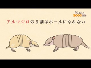ep5 クジャクグモのオスはダンスが下手だとメスに食べられる/アルマジロの9割はボールになれない/リュウグウノツカイは、体の半分を食べられてもしかたないと思っている