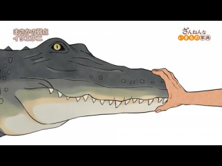 ep8 ワニが口を開く力はおじいちゃんの握力に負ける/オシドリの夫婦はじつは毎年相手が違う/バットフィッツュはたらこ唇でえものをおびきよせる