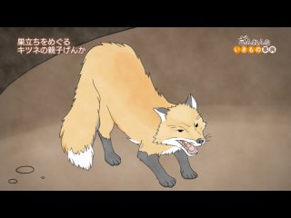ep10 カカポは太りすぎて飛べなくなった/キツネの子どもは聞き分けが悪い/マンボウの99.9%はおとなになれない