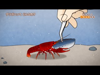 ep13 カは血なんかすいたくない/サーバルは耳がよすぎて狩りができないことがある/ザリガニは食べ物で体の色が変わる