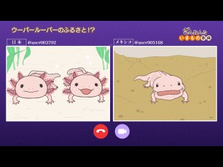 ep16 ウーパールーパーは水が少なくなるとかわいくなくなる/カバはうんこを道しるべにする/カブトムシはけがをしたら、もう治らない