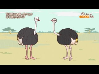 ep20 ダチョウは脳みそが目玉より小さい/チンパンジーは自分で自分をくすぐって笑う/キンチャクガニの武器はハサミではなくポンポン
