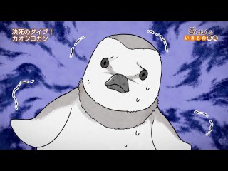 ep22 カオジロガンのヒナは、うまれた瞬間に絶体絶命/トビウオは　空を⾶んで⿃に⾷べられる/チンチラはぬれたら、もう乾かない
