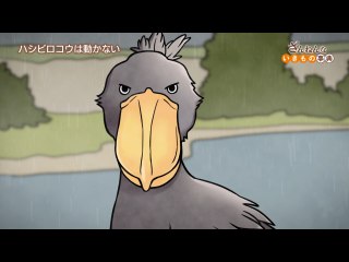 ep25 ハシビロコウはひたすら待ちの姿勢/カンガルーの誕⽣⽇はてきとう/ざんねんなうわさ
