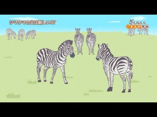 ep26 シマウマのお父さんは娘の結婚をゆるさない/フクロウは足が長いのに、短足だと思われている/ニコヤカヒメグモは鳥に食べられないようにほほえむ