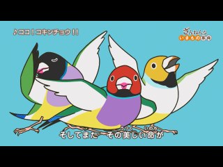 ep27 コキンチョウのヒナの口はエイリアンみたい/ユノハナガニは温泉好きだが熱いのは苦手/ステラーダイカイギュウは優しすぎて滅んだ