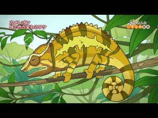 ep28 カメレオンの色が変わるのは気分しだい/ニホンザルはおしりが赤ければ赤いほどモテる/ウツボカズラはツパイのトイレにされる そしてツパイはウツボカズラの落とし穴にはまる