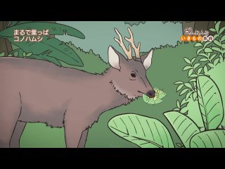 ep30 コノハムシは葉っぱに似すぎで食べられそうになる/ヘラジカはケンカで角がからまる。そして死ぬこともある/トビハゼはメスの気を引こうとほっぺにチューをしまくる