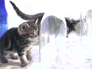 Vol.2 アメリカン・ショートヘアー