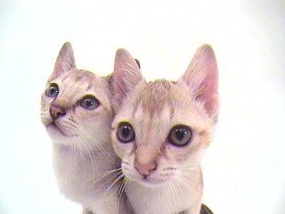 Vol.3 シンガプーラ