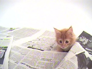 Vol.9 メイン・クーン