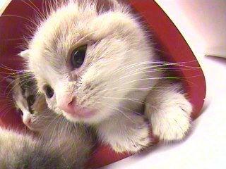 Vol.10 スコティッシュフォールド