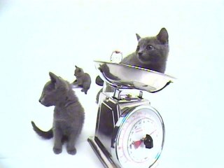 Vol.11 ロシアン・ブルー