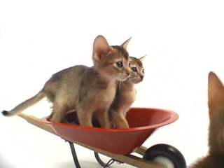 Vol.12 アビシニアン