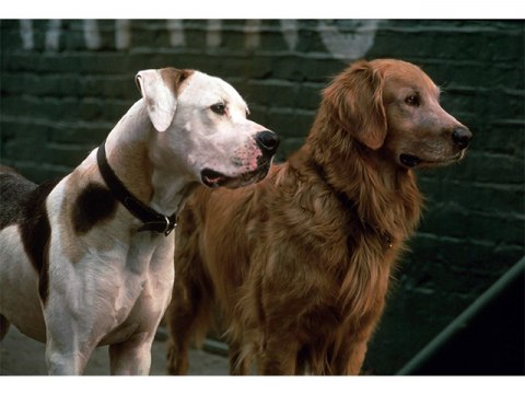 映画 奇跡の旅 奇跡の旅 字幕版 フル動画 初月無料 動画配信サービスのビデオマーケット