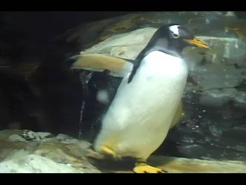 バラエティ ゆかいなどうぶつたち 12 イルカ シャチ ペンギン の動画を配信中 初月無料 動画配信サービスのビデオマーケット