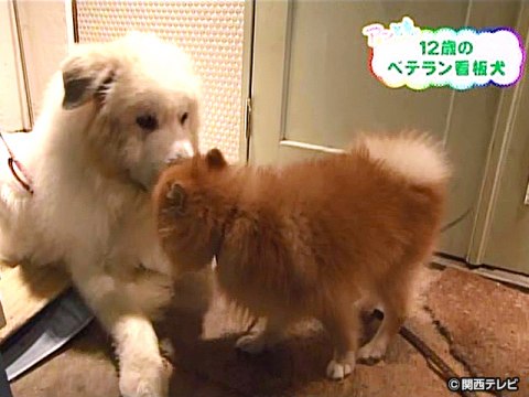 101 110 おっとりとした松太郎 赤ちゃんも立派にナマケます チャップマンシマウマのフウコ ごはん分けてよ うっとり 食事か遊びか ベテランの技 ヘルシーでしょ 水浴びするエミュー 1 1 ワンワンのあらすじ 初月無料 動画配信サービスのビデオマーケット