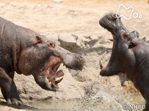 無料視聴あり その他 ワイルドライフ の動画 初月無料 動画配信サービスのビデオマーケット