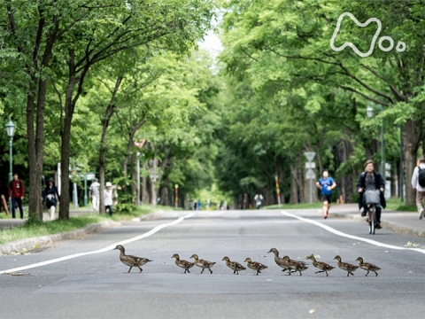 無料視聴あり ワイルドライフ 北海道 札幌 オシドリのヒナ 街の緑に育つ ワイルドライフ の動画 初月無料 動画配信サービスのビデオマーケット