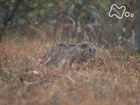 無料視聴あり ワイルドライフ 絶滅から救え 日本の野生動物 ワイルドライフ の動画 初月無料 動画配信サービスのビデオマーケット