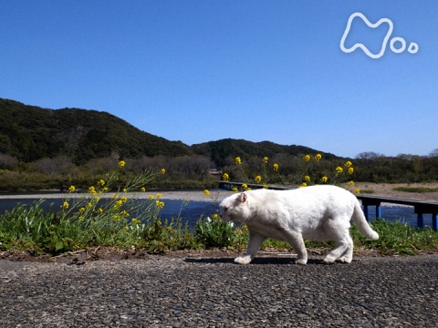 無料視聴あり 岩合光昭の世界ネコ歩き 四万十 土佐清水 岩合光昭の世界ネコ歩き の動画 初月無料 動画配信サービスのビデオマーケット