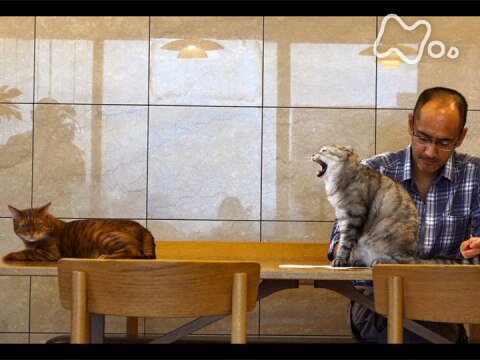 無料視聴あり その他 ネコメンタリー 猫も 杓子も の動画 初月無料 動画配信サービスのビデオマーケット