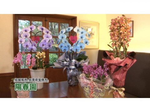 趣味 その他 手づくり花づくり 第1072回 今年贈りたいランのギフト フル動画 初月無料 動画配信サービスのビデオマーケット