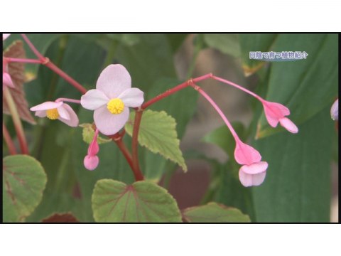 趣味 その他 手づくり花づくり 第1097回 日陰で育つ植物紹介 フル動画 初月無料 動画配信サービスのビデオマーケット