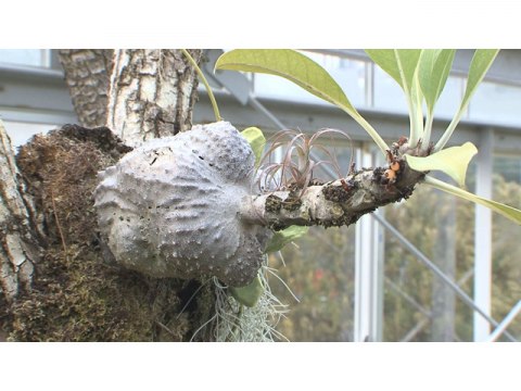 趣味 その他 手づくり花づくり 第1118回 ランと食虫植物 フル動画 初月無料 動画配信サービスのビデオマーケット