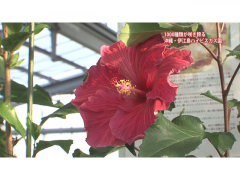 趣味 その他 手づくり花づくり 第1124回 沖縄 やんばる花の旅 1 フル動画 初月無料 動画配信サービスのビデオマーケット