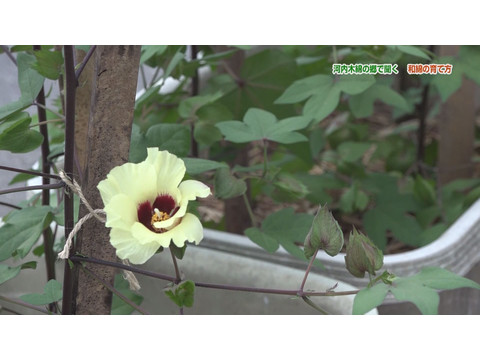 趣味 その他 手づくり花づくり 第1101回 季節の植物を寄せ鉢で楽しむ フル動画 初月無料 動画配信サービスのビデオマーケット