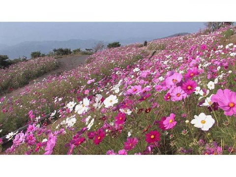 趣味 その他 美しい和歌山 風の丘鷲ヶ峰コスモスパーク 有田川町 フル動画 初月無料 動画配信サービスのビデオマーケット