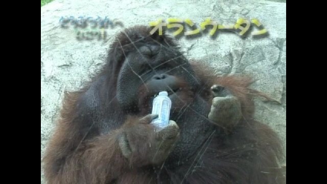 どうぶつえんへいこう【肉食動物・類人猿】