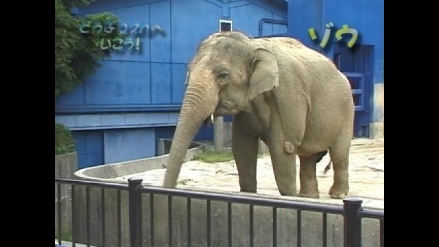 どうぶつえんへいこう【草食動物・小動物】
