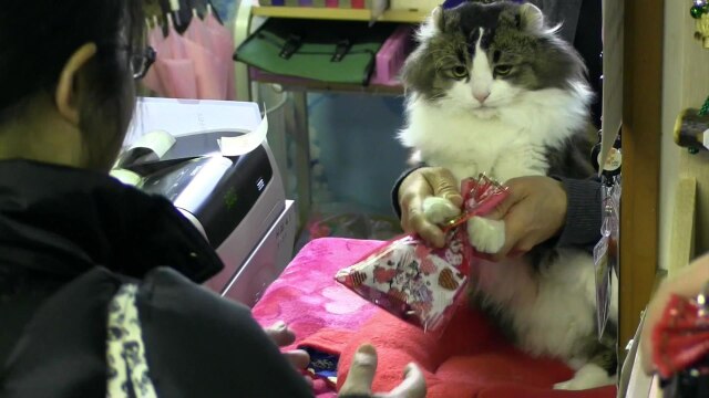 究極の福猫-アルティメットらぶ-