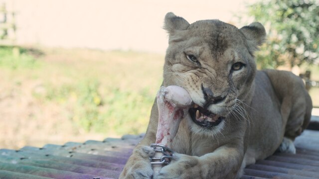 多摩動物公園の世界 Tama Zoological Park