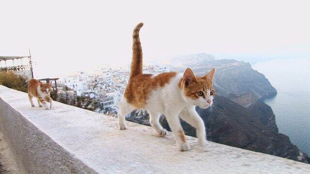 エーゲ海・猫たち楽園の島々 Cats of the Aegean Islands