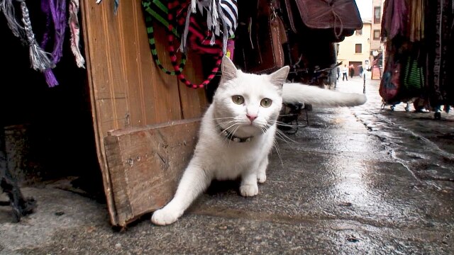 世界遺産の猫たち Cats of the World Heritage