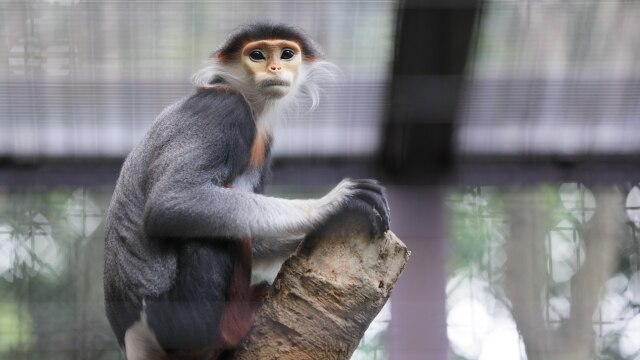よこはま動物園ズーラシアの世界 Yokohama Zoological Gardens ZOORASIA