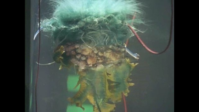 第27話 お話し植物の秘密