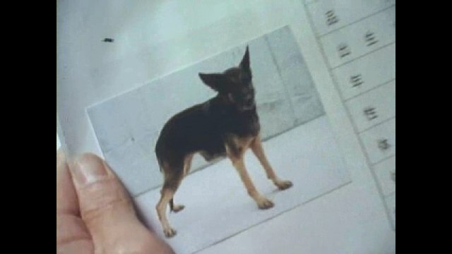 第50話 希望を生んだ魔犬