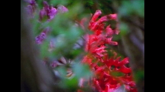 第27話 けちらせ! 死を呼ぶ魔のサンゴ