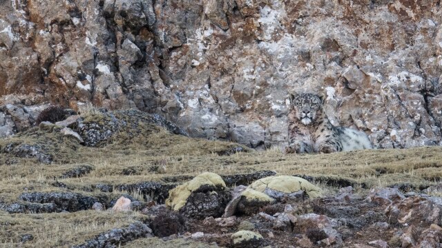 ベルベット・クイーン ユキヒョウを探して