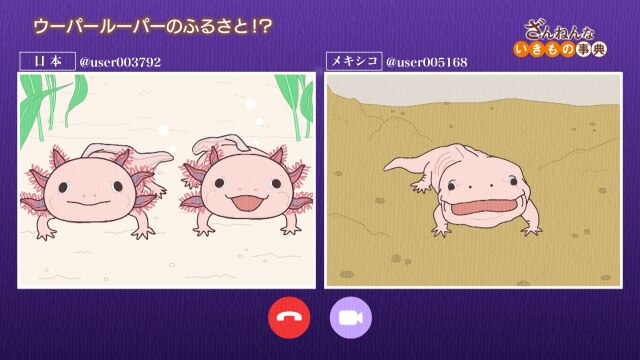 ep16 ウーパールーパーは水が少なくなるとかわいくなくなる/カバはうんこを道しるべにする/カブトムシはけがをしたら、もう治らない