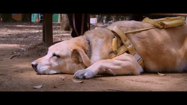 dog and people 犬と人の間にあるもの